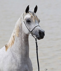 Ansata Sinan ( Prince Fa Moniet x Ansata Nefara )